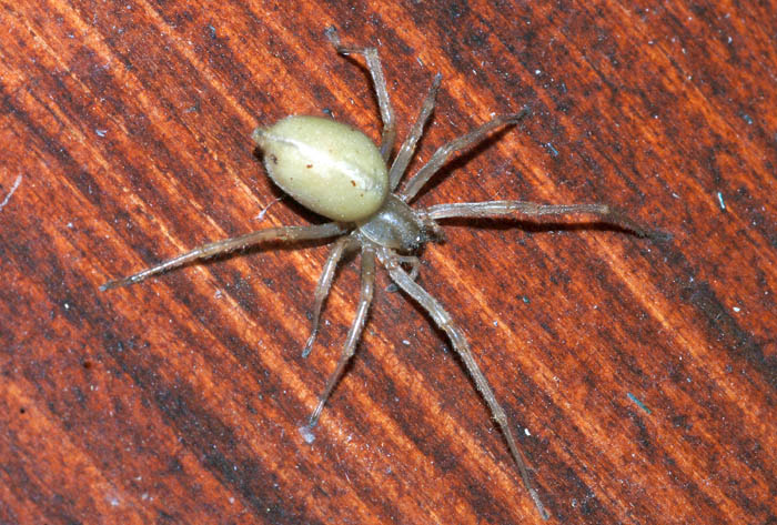 Cheiracanthium mildei